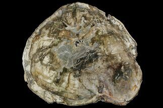 18.7" Petrified Wood (Araucaria) Round - Madagascar  - Fossil #170383