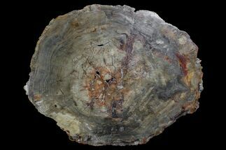 Bargain, 20.5" Petrified Wood (Araucaria) Round - Madagascar  - Fossil #170415