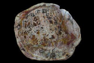 17" Brecciated Petrified Wood (Araucaria) Round - Madagascar  - Fossil #170434