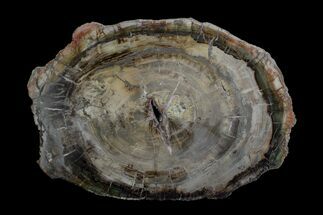 20.1" Petrified Wood (Araucaria) Round - Madagascar  - Fossil #170440