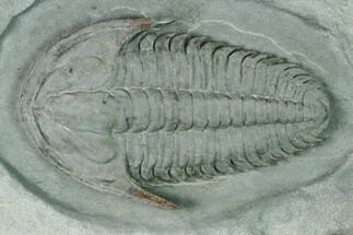 Lower Cambrian Trilobite (Termierella) - Issafen, Morocco #170765