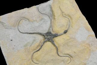 Detailed, Jurassic Brittle Star (Palaeocoma) - Lyme Regis #171240