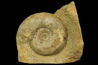 Jurassic Ammonite (Stephanoceras) Fossil - England #171243