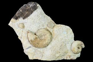 Fossil Ammonite (Dorsetensia & Otoites) Association - England #171272
