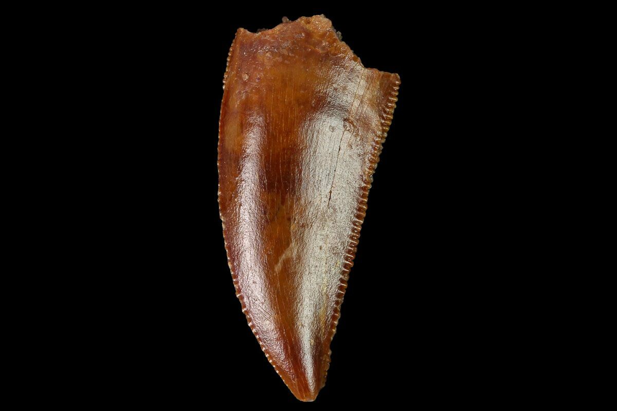 real raptor tooth for sale