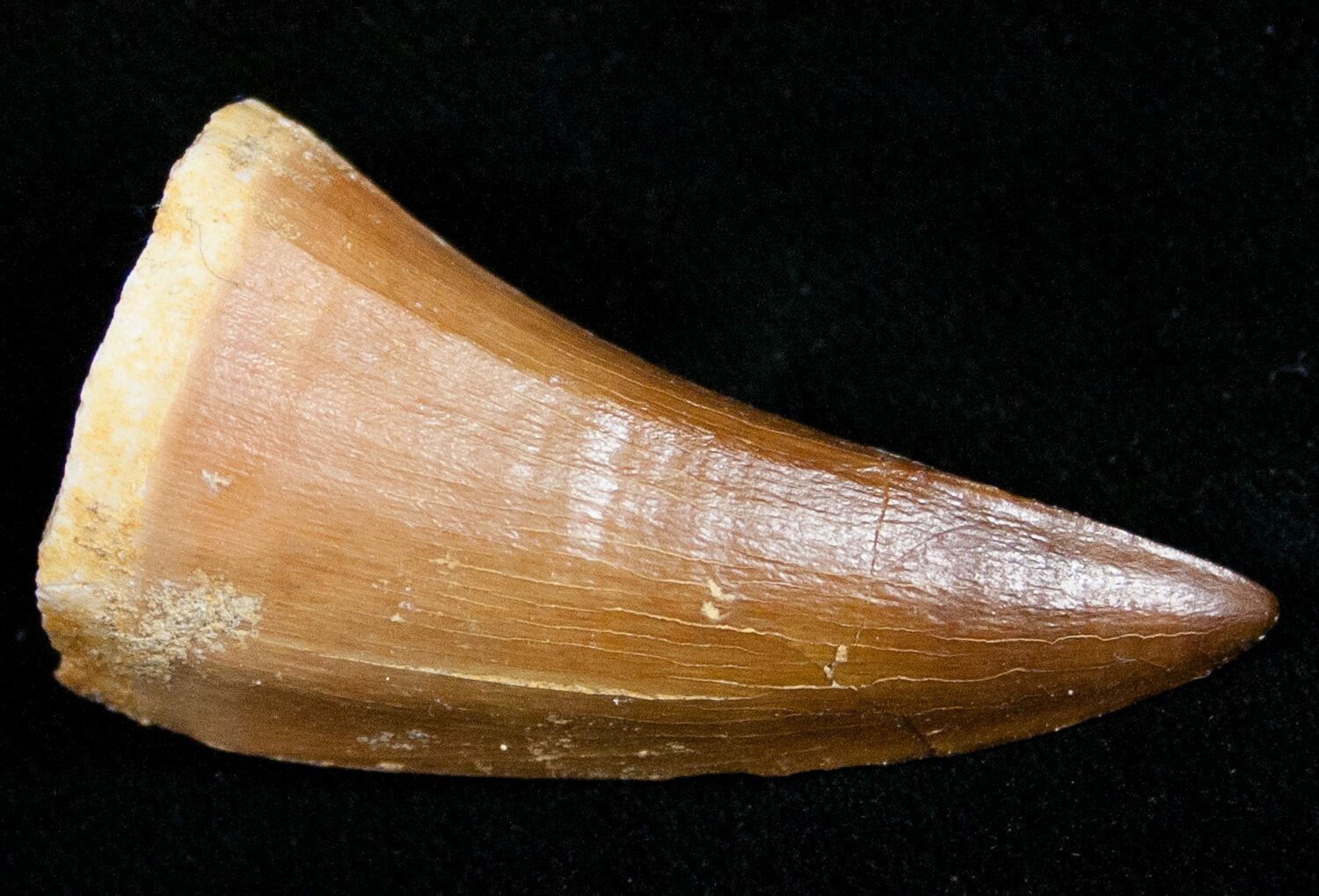 Protacrodus Tooth 1.6