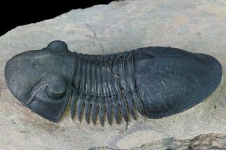 Paralejurus Trilobite - Morocco #171492
