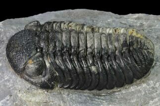 Austerops Trilobite - Visible Eye Facets #171534