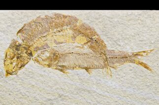 Two Fossil Fish (Knightia) - Green River Formation #171621