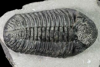 5.4" Large, Prone Drotops Trilobite - Mrakib, Morocco - Fossil #171547