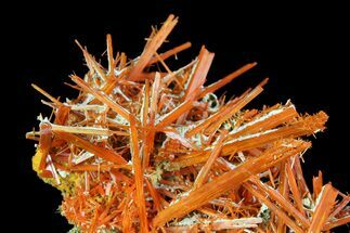Bright Orange Crocoite Crystal Cluster - Tasmania #171698