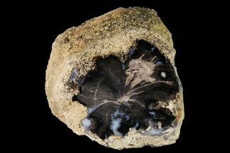 4.3" Wide, Petrified Wood (Schinoxylon) Limb - Blue Forest, Wyoming - Fossil #172027
