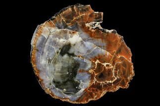 Colorful Petrified Wood (Araucarioxylon) Round - Blue and Red #172017