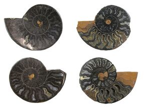 Black, Cut & Polished, Ammonite Fossils - 1 1/2 to 2" Size - Fossil #172282