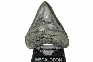 Giant, Fossil Megalodon Tooth - Very Wide With Serrations! #172267