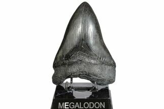 Giant, Fossil Megalodon Tooth - South Carolina #172273