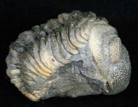Partially Barrandeops (Phacops) Trilobite #11269