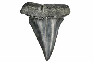 Huge, Fossil Broad-Toothed Mako Tooth - South Carolina #170360