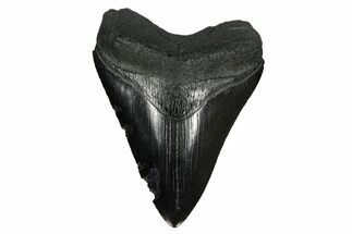 Black, Fossil Megalodon Tooth - South Carolina #172263