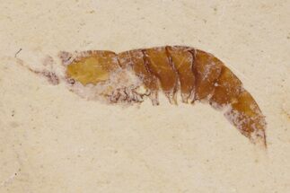 Fossil Shrimp-Like Crustacean (Hefriga) - Solnhofen Limestone #162499