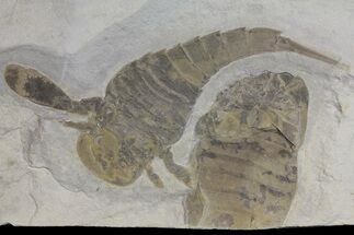Eurypterus (Sea Scorpion) Fossil With Partial - New York #173028
