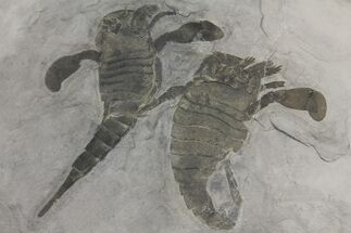 Double Eurypterus (Sea Scorpion) Plate - New York #173029