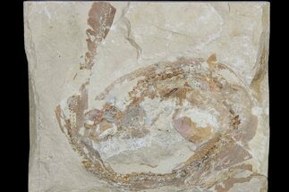 Curled Cretaceous Fossil Saw Shark - Hakel, Lebanon #173128