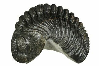 Wide, Curled Pedinopariops Trilobite - long #171576