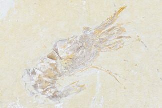 Cretaceous Fossil Shrimp - Lebanon #173360