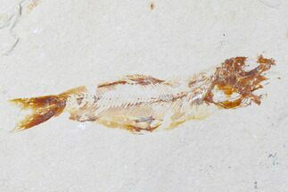 3.5" Cretaceous Fossil Fish (Davichthys) - Hakel, Lebanon - Fossil #173376