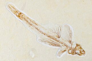 Very Rare Cretaceous Fossil Bony Fish (Telepholis) - Lebanon #173372