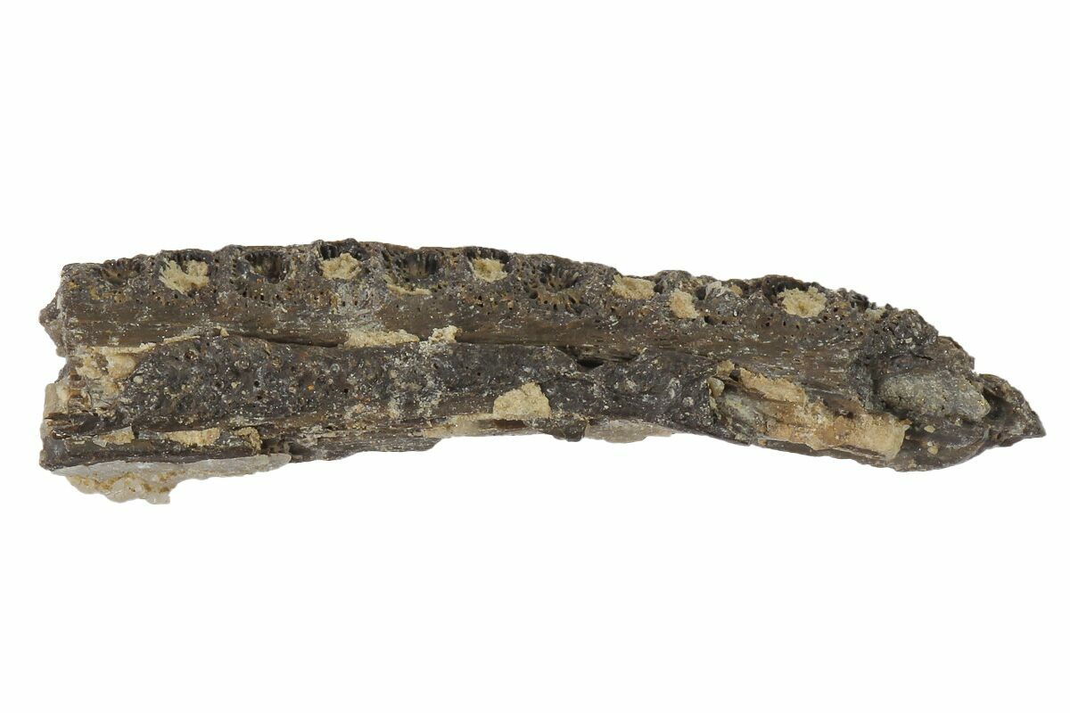 .8" Permian Reptile Jaw Section - Oklahoma (#164813) For Sale
