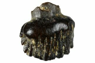 Fossil Pachycephalosaurid Tooth - Montana #173438