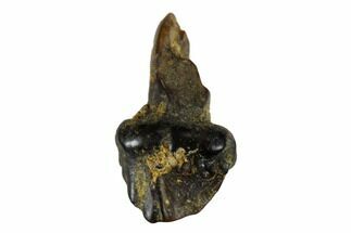 Partially Rooted Fossil Nodosaur Tooth - Judith River Formation #173458