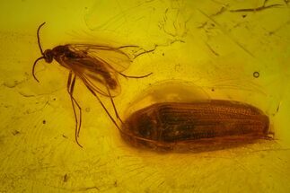 Two Fossil Flies (Diptera) and a Beetle (Coleoptera) In Baltic Amber #173688