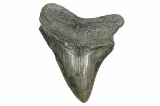 Serrated, Fossil Megalodon Tooth - South Carolina #170569