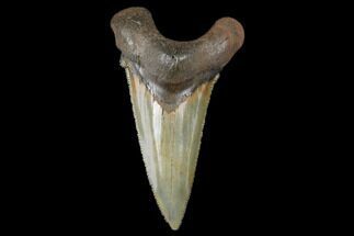 Serrated, Fossil Auriculatus Tooth - North Carolina #173781