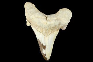 2.77" Serrated Fossil Auriculatus Tooth - Tuzbair, Kazakhstan - Fossil #173788