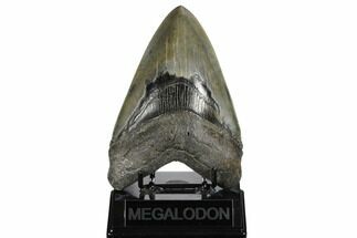 Serrated, Fossil Megalodon Tooth - Glossy Enamel #173891