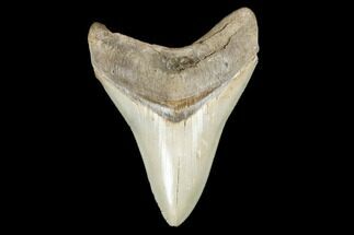 Serrated, Fossil Megalodon Tooth - Gorgeous Coloration #173896