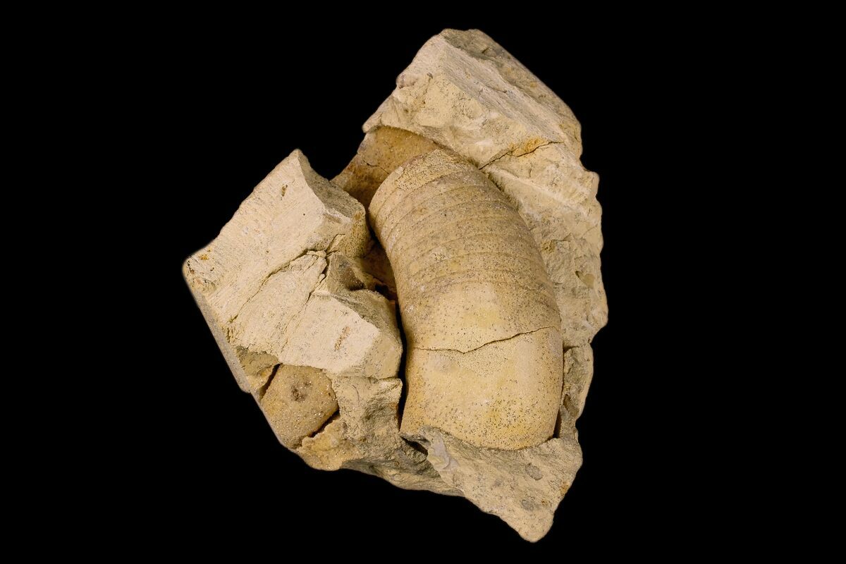 1.7" Ordovician, Oncoceratid (Beloitoceras) Fossil Wisconsin (173927