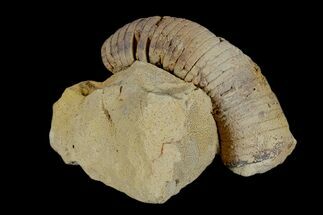 Ordovician, Oncoceratid (Cyrtorizoceras) Fossil - Wisconsin #173944