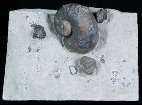 Platyostoma Gastropod Plus Brachiopods #1922