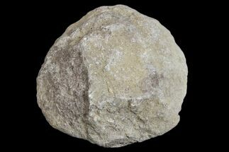 Silurain Fossil Sponge (Astraeospongia) - Tennessee #174233