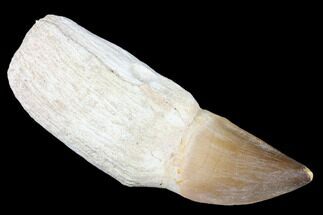 Composite Fossil Rooted Mosasaur (Prognathodon) Tooth - Morocco #174349