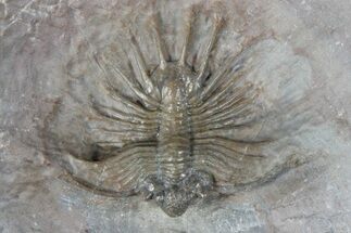 .8" Unidentified Lichid Trilobite From Jorf - Belenopyge Like - Fossil #171560