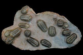 Trilobite (Austerops) Mortality Plate From Jorf - Individuals! #175035
