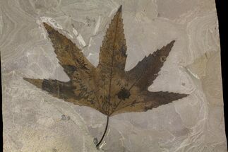 Top Quality, Fossil Sycamore Leaf - Utah #174926