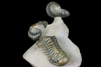 Stunning Crotalocephalina & Reedops Trilobite Association #175054