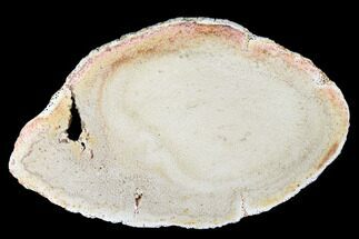 10.1" Polished Petrified Palmwood (Palmoxylon) Round - Texas - Fossil #175071